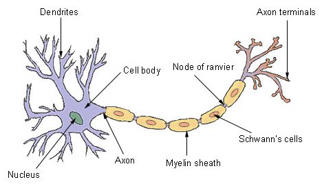 1. neuron